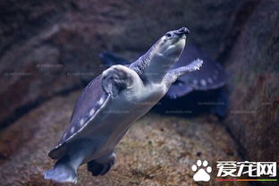 最大的猪鼻龟 猪鼻龟长度一般可达46到51厘米