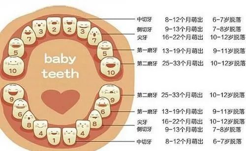 儿童换牙，儿童换牙齿的年龄和顺序