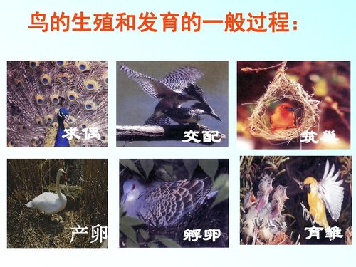 鸟的生殖和发育下载 生物 