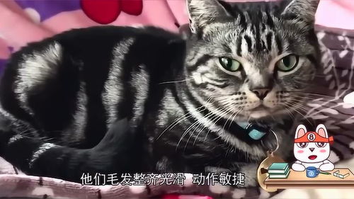 你知道猫的品种有多少吗 