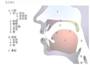 1发音器官 信息评鉴中心 酷米资讯 Kumizx Com