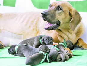 韩国完成首次商业宠物克隆 病逝爱犬 重返人间 