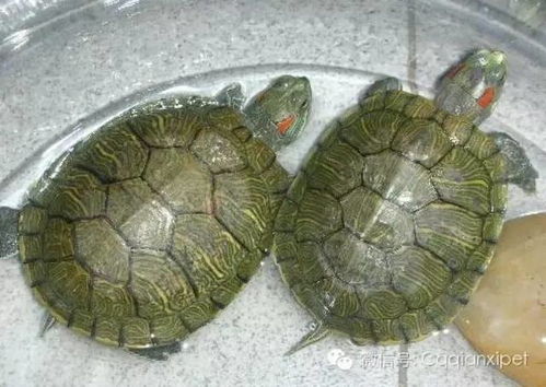 乌龟怎么养 最正确的乌龟养法 