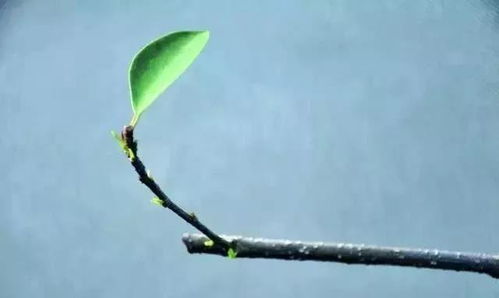 修剪是不可逆的行为,在植株修剪促芽时,要做好这几个方面的工作