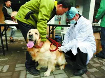 上海养犬管理条例15日起实施 一套房限养一条犬 
