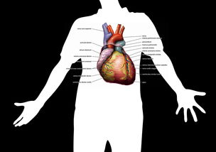 健康,正文,剪影,调查,心跳,脉冲,血压,曲线,心脏,静脉,纹理,血,电路,医疗,血液循环 