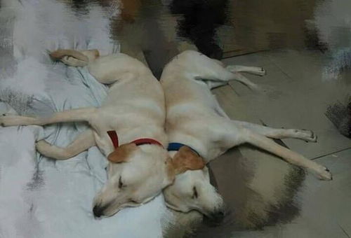 流浪狗哥被退养2次,最后被他收养和狗妹作伴,它们的感情超好