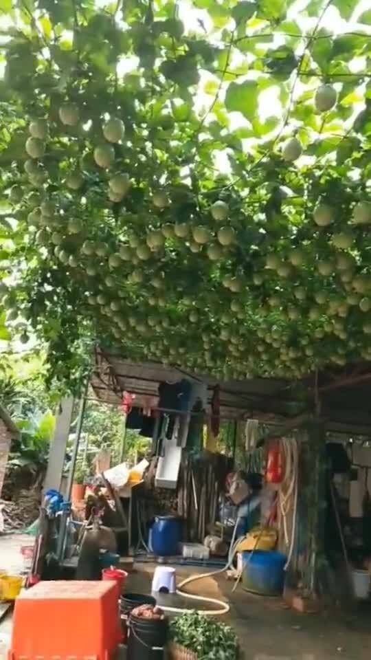 院子里的苹果树,全是苹果 