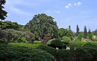 海南省昌江县蔬菜种植（海南省昌江县蔬菜种植面积多少）