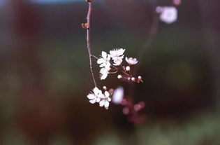 拍花,背景很重要