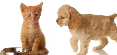 猫和狗可以在一起生活吗 会不会打架 如何让他们相处