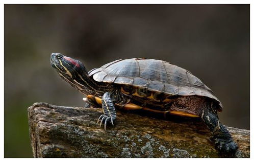 完全离开水的环境下,红耳巴西龟究竟能活多久