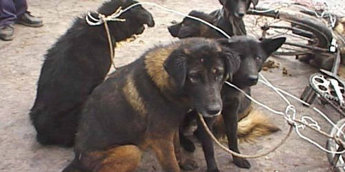 最受国人喜欢的5种本土猎犬,进山带一条,不会让你空手回家