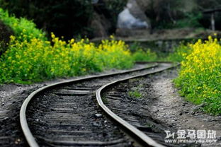 嘉阳小火车 嘉阳油菜花 嘉阳小火车旅游攻略 2015嘉阳油菜花花期 金马国旅官网 