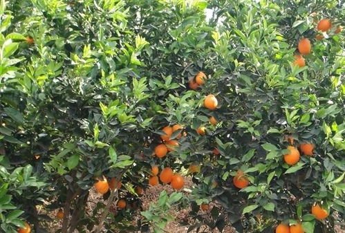 小柑橘果树可以施尿素吗 