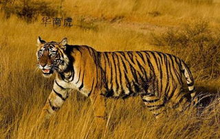 老虎,有哪些种,都是什么样的 要不同的老虎对应的图 
