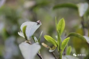 知己聚润思,茶旅品祁红 