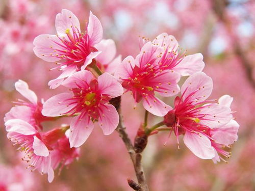 3种旺运花,开花好运来,漂亮好看易爆盆,有福平安财运旺