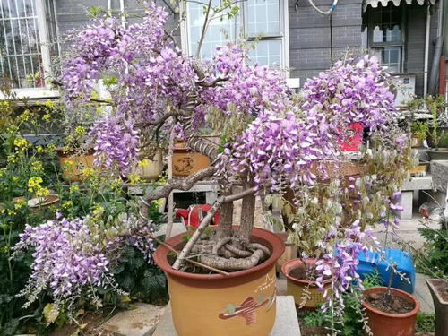 紫藤花适合什么地区种植,紫藤种在庭院什么位置好？