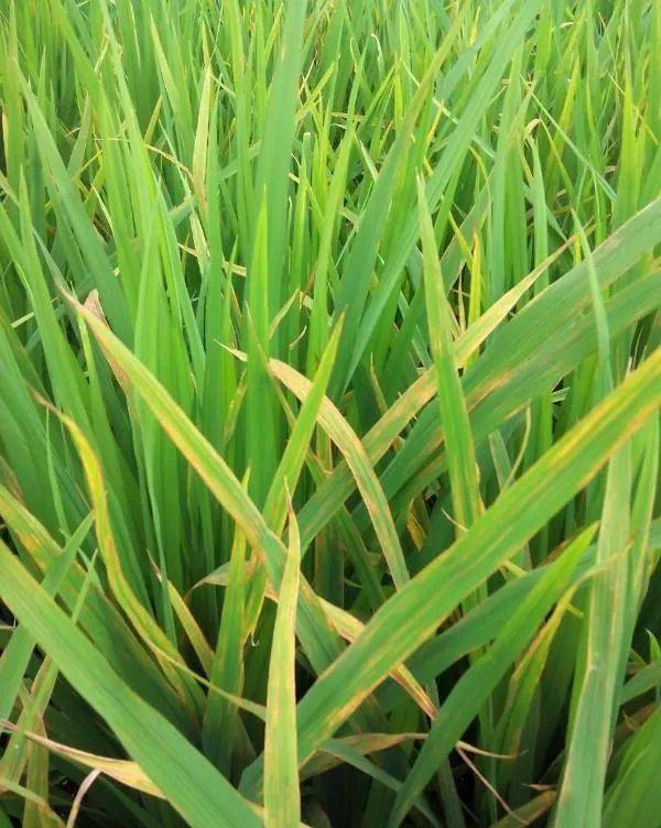 水稻叶片发黄的原因及解决措施,水稻叶子偏黄是怎么回事