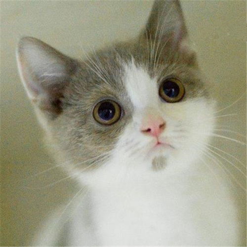 图 长沙哪里出售纯种英国蓝白短毛猫纯种英国蓝白短毛猫多少钱一只 广州宠物猫 