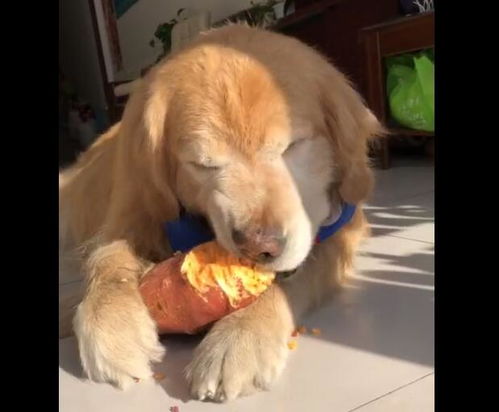 狗狗吃白菜又吃红薯,成素食主义者,不吃肉的狗好吗