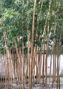 一棵想飞的竹子(做一颗竹子)