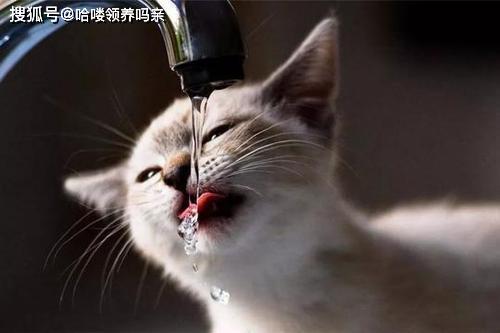 矿泉水可以作为猫咪的水源吗 宠物喝水背后的秘密,铲屎官请收藏