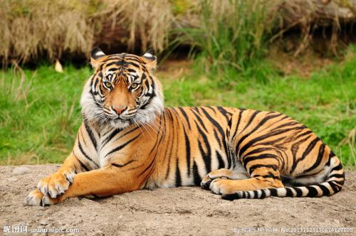 中国可以养老虎吗 