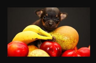 可以给狗狗喂水果吗 这四种水果营养又健康,非常适合狗狗吃