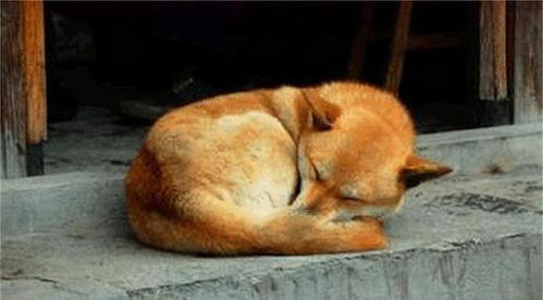 狗常用的睡姿,表明了你在它心中的位置,你家的狗是什么睡姿呢