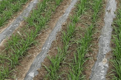 白芨种植技术,白芨冬天块茎栽培怎么盖地膜？