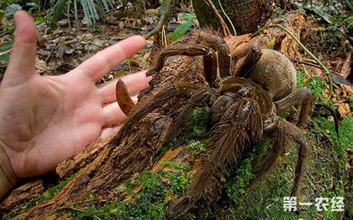 世界上最大的蜘蛛有多大