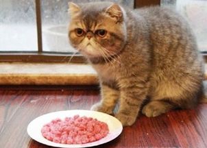 成年猫哪些疾病表现为呕吐拉稀,如何分辨猫咪呕吐拉稀的不同原因 