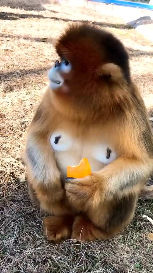 馋猫急的,金丝猴吃橙子 