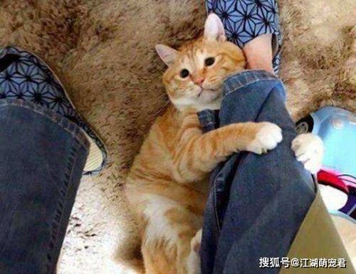 猫为什么喜欢跟主人上厕所,就不怕臭吗 原因让人意外