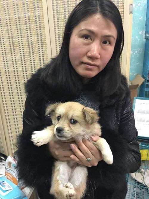 图 上海松江宠物 小动物 救助领养收养收容中心基地站 上海宠物狗 