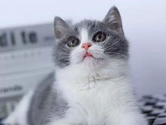 图 重庆巫山蓝白猫幼崽多少钱 重庆宠物猫 