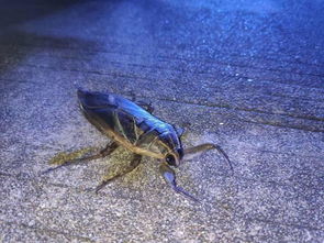 这是什么虫子,长得像蟑螂,但是身长7 8cm 