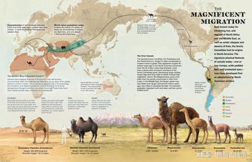 最早的骆驼只有兔子大小 一文读懂骆驼的进化史
