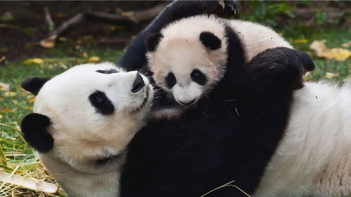 为何熊猫在日本很干净,回了中国会变脏 熊猫 看看日本做了啥 