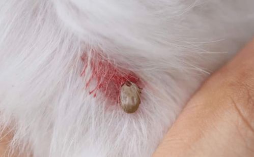 狗狗被蜱虫咬之后的危害