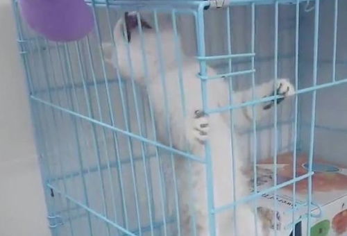 小奶猫在笼子里死活出不去,直喊救命,网友一看笑喷 智商太低