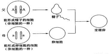 三 读图分析题 1.看图操作步骤示意图.分析回答 1 图中操作步骤是在生产实践中常见的 方式.属于 生殖. 2 ①称为 .②称为 .①与②结合时应当使①与 