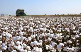 棉花最早起源于哪个国家 中国棉花的起源