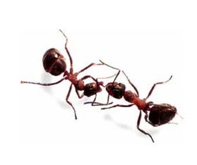 蚂蚁互相触碰触角 