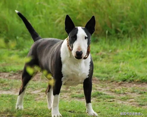 各国猛犬大全,建议收藏