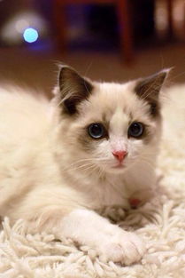 汕头哪里有卖布偶猫多少钱一只布偶猫好养吗已做疫苗保证健康