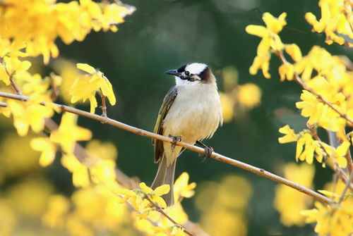 北京打造鸟类栖息 驿站 引来300余种珍稀鸟类安居