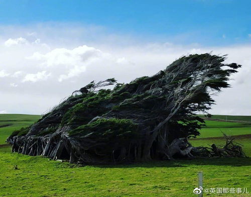 被大风吹歪的树 